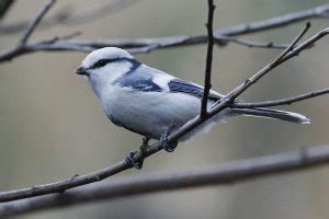 sikorka lazurowa|sikora lazurowa [gr. flavipectus]